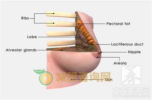 乳腺增生用艾灸灸哪里？ 